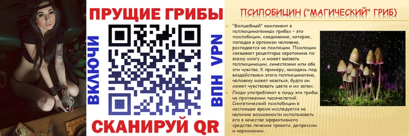 Галлюциногенные грибы Psilocybe  сайты даркнета клад  Нальчик 